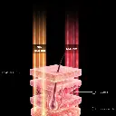 Capas_piel.webp